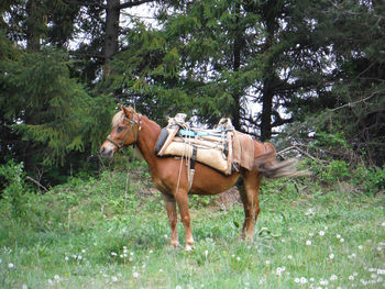 Horse in a forest