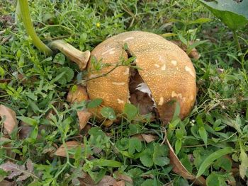 Close-up of mushroom growing on field