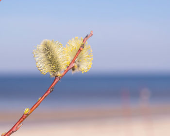 Close-up of wilted plant against sea