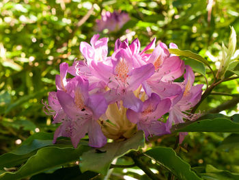 Close-up of pink flowering plant