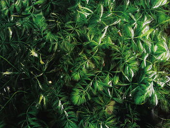 Full frame shot of bamboo on field