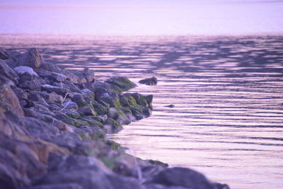 View of bird on rock at beach