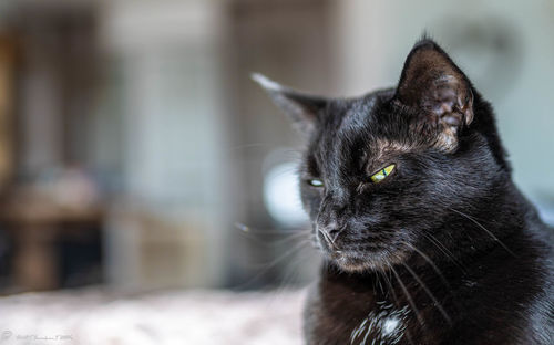 Close-up of a cat looking away