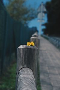 The yellow flowers