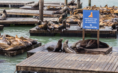 High angle view of duck on pier over sea