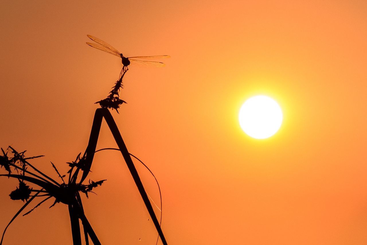 sunset, orange color, silhouette, sun, clear sky, fuel and power generation, nature, low angle view, copy space, beauty in nature, sky, tranquility, scenics, outdoors, no people, technology, environmental conservation, wind turbine, tranquil scene, idyllic