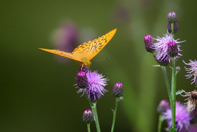 Close-up of butterfly pollinating on purple flower