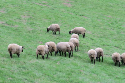 Sheep grazing on field