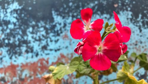 Close-up of red flowering plant