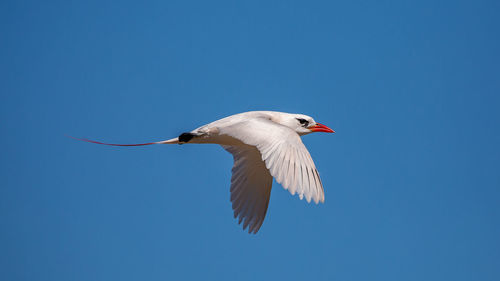 Low angle view of seagull flying in sky