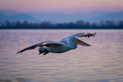 Bird flying over lake