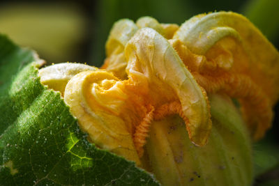 Close-up of yellow flowering plant