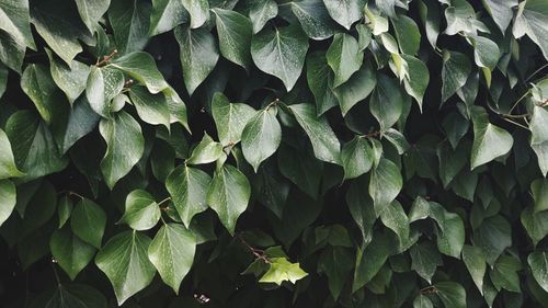 Full frame shot of plants