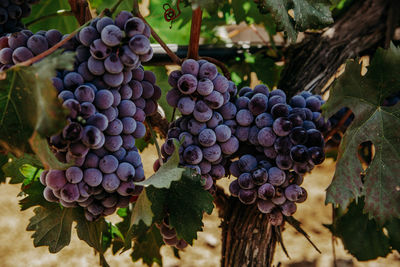 Close-up of grapes growing in vineyard