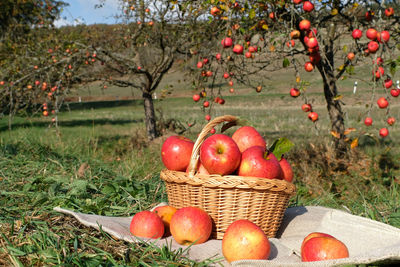 Various fruits in basket on field