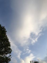 Low angle view of tree against sky