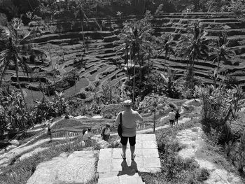 Rear view of man standing on footpath by terraced field