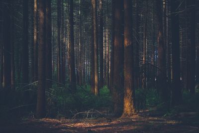 Trees in forest