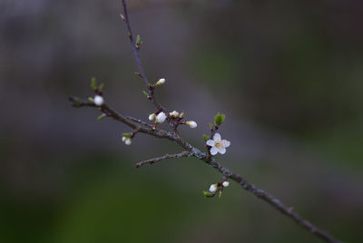 Close-up of flower buds