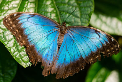 Close-up of butterfly on flower