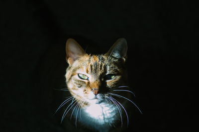 Portrait of cat against black background