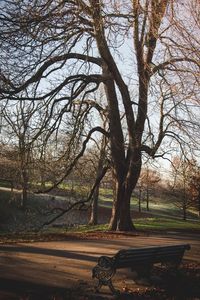 Bare trees on landscape against sky