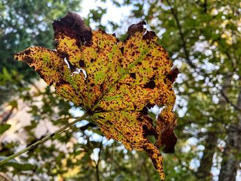 Low angle view of autumn tree