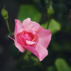 Close-up of pink rose