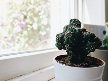 Close-up of small potted plant on table