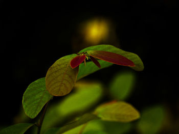 Close-up of red flowers on plant at night