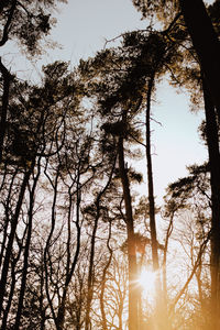 Low angle view of trees in forest against sky