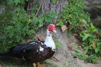 View of muscovy duck by tree trunk