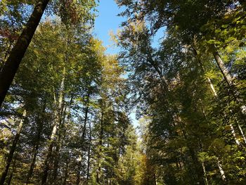 Low angle view of trees against sky