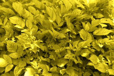 Full frame shot of yellow flowering plants