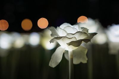 Close-up of flowers at night