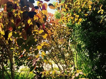 Low angle view of tree with autumn leaves