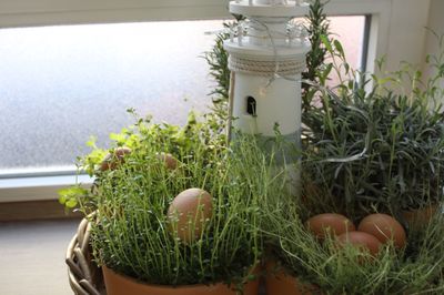 Close-up of potted plant on table