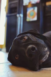 Close-up portrait of dog