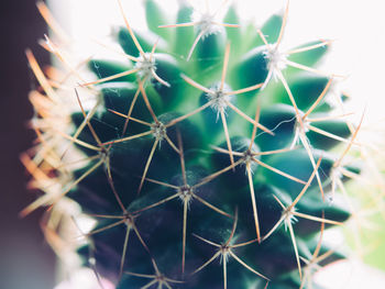 Close-up of spider web on plant