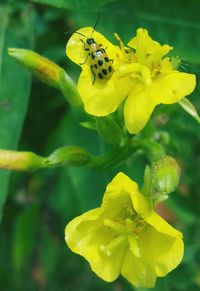 Close-up of butterfly on flower