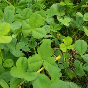 High angle view of green leaves