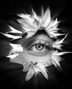 Close-up of flower head against black background