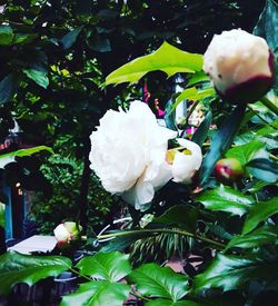 Close-up of white flowers growing on tree