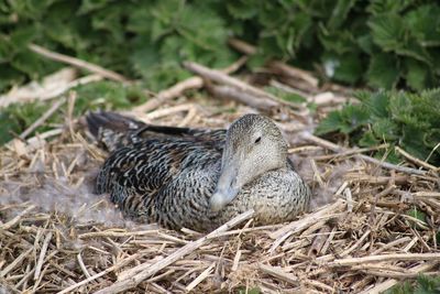 Close-up of birds in nest