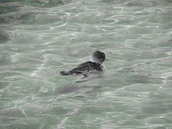 Duck swimming in water