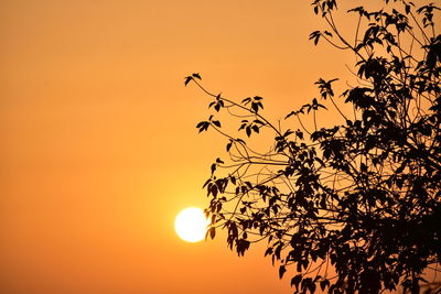 Silhouette of tree against orange sky