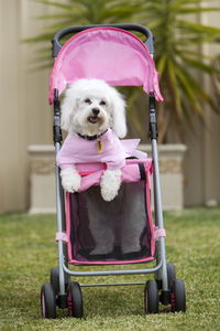 dog wearing a pink shirt stands on two legs in a pink pram. 