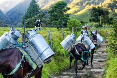 Horses carrying cans on field