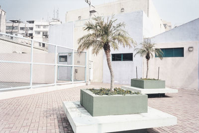 Potted plant on footpath against buildings