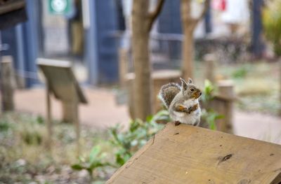 Close-up of squirrel on wood